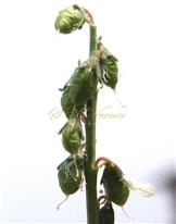  Legumes (Young)